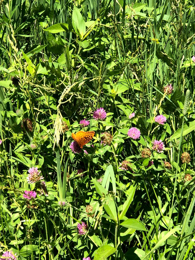 Chichaqua Bottoms Monarch Mark & Recapture