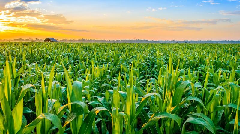 commercial farming vs subsistence farming