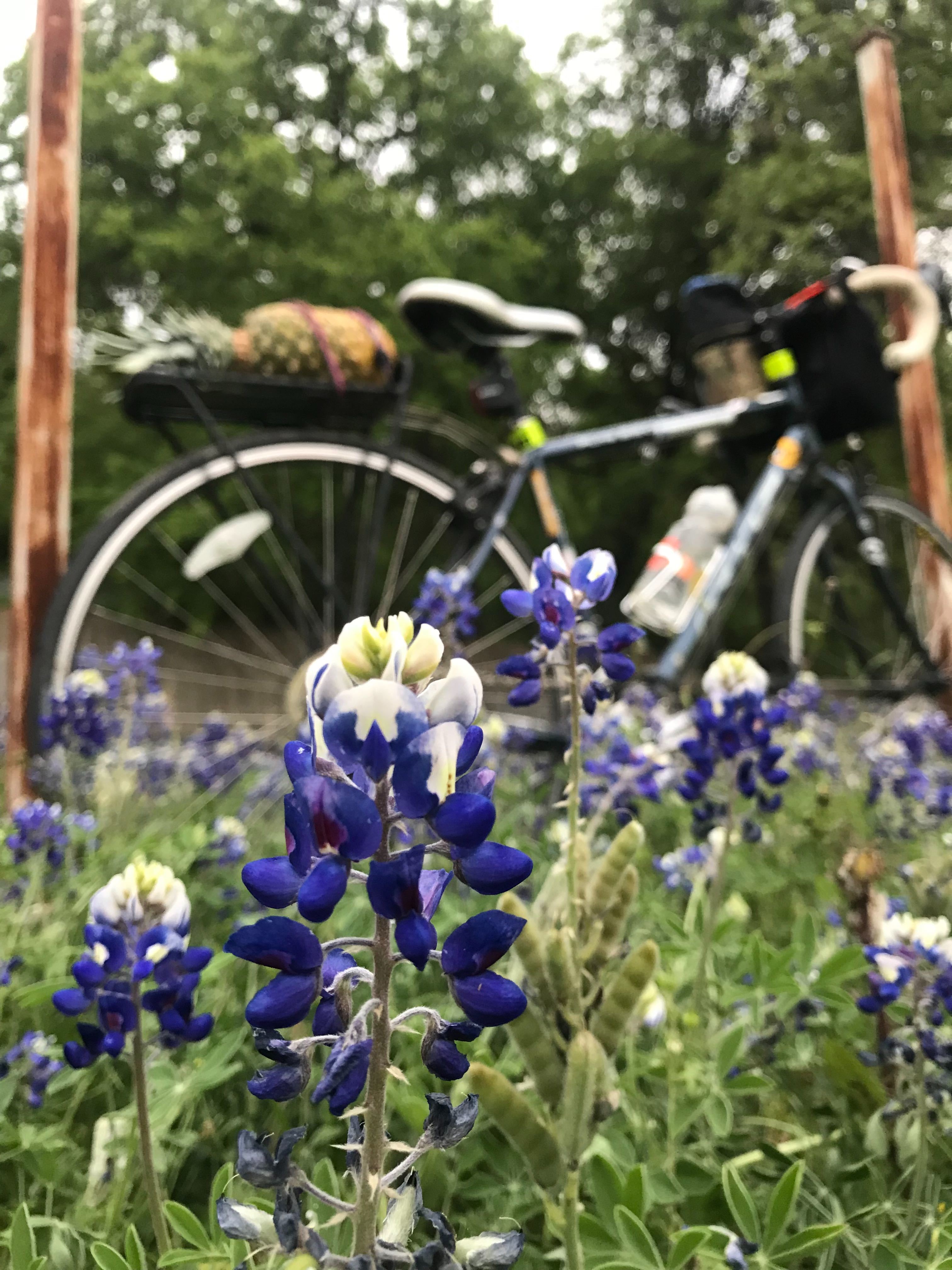 bike shop botany