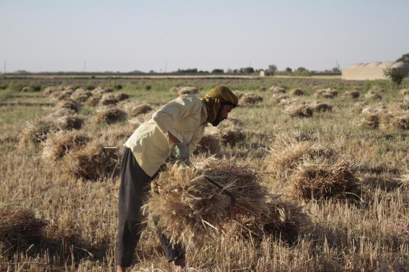 FAO Data in Emergencies Hub