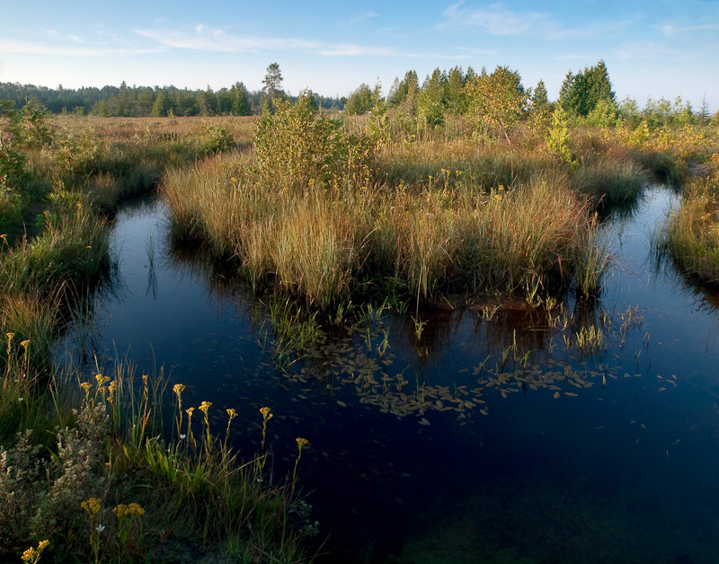 Fen, Definition, Description, Chemistry, Plants, Fen vs Bog, & Facts