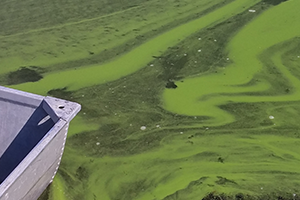 Algae Bloom Observation Submission Form