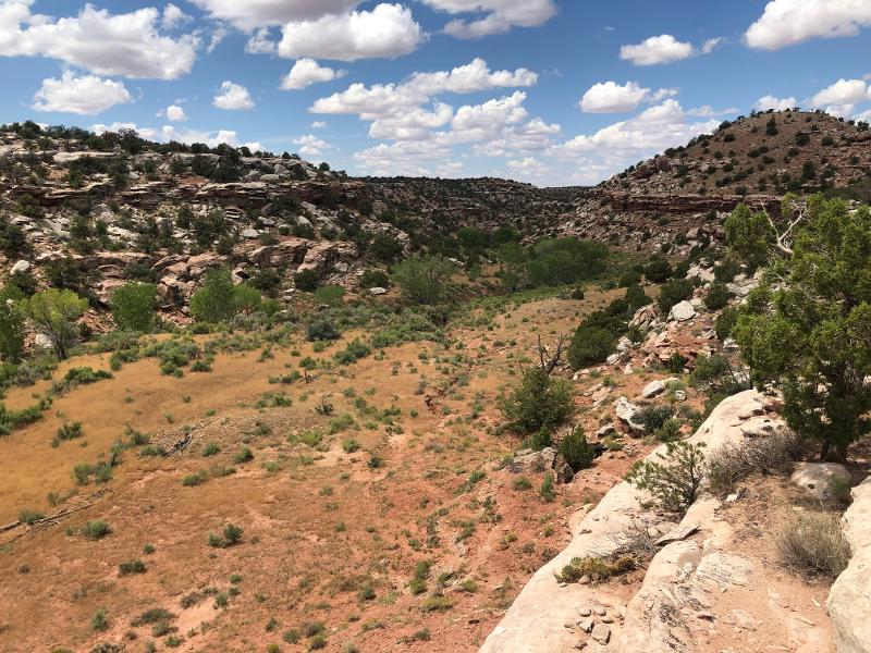 Colorado Plateau Shrublands