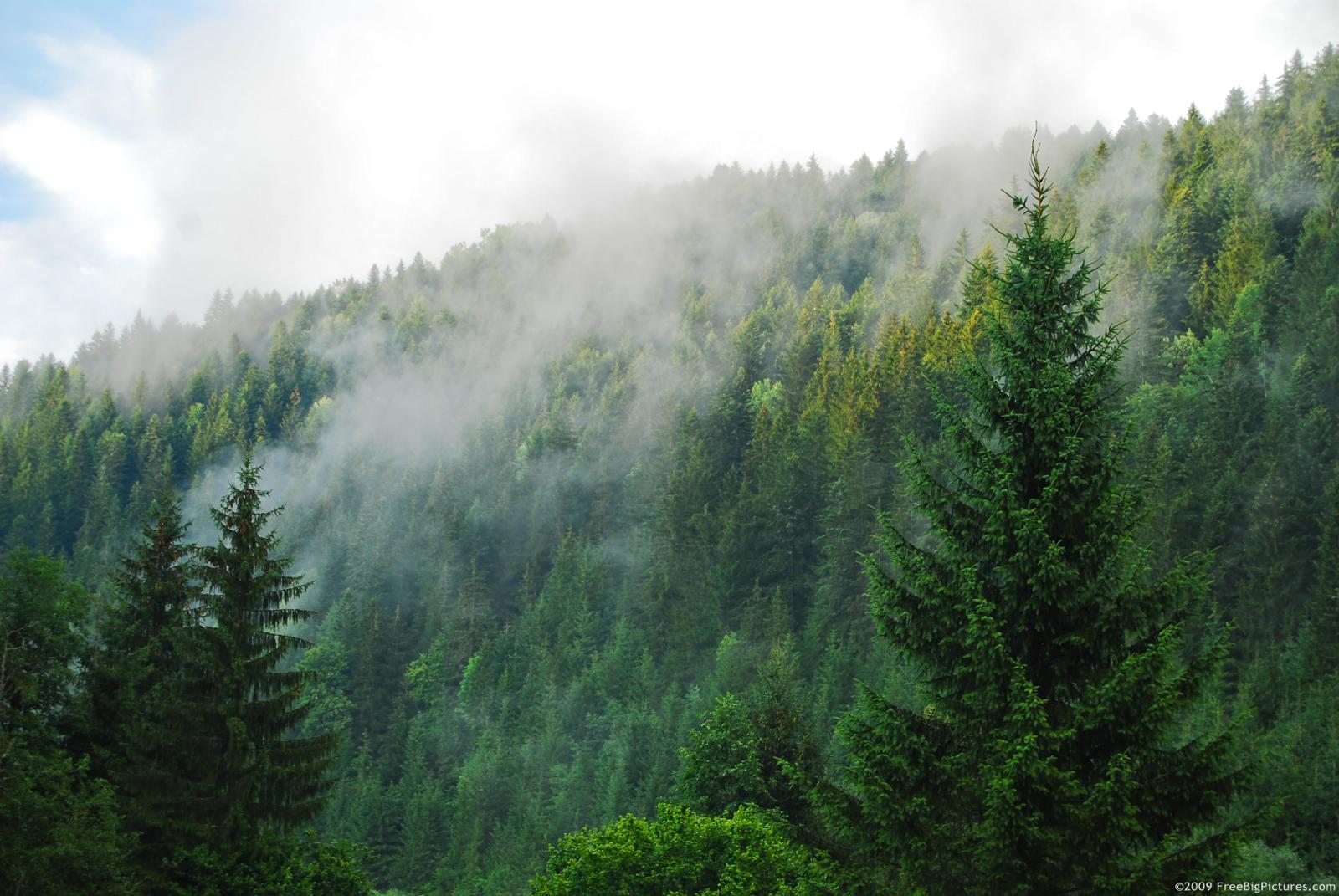 Coniferous Forest Arcgis Storymaps - 