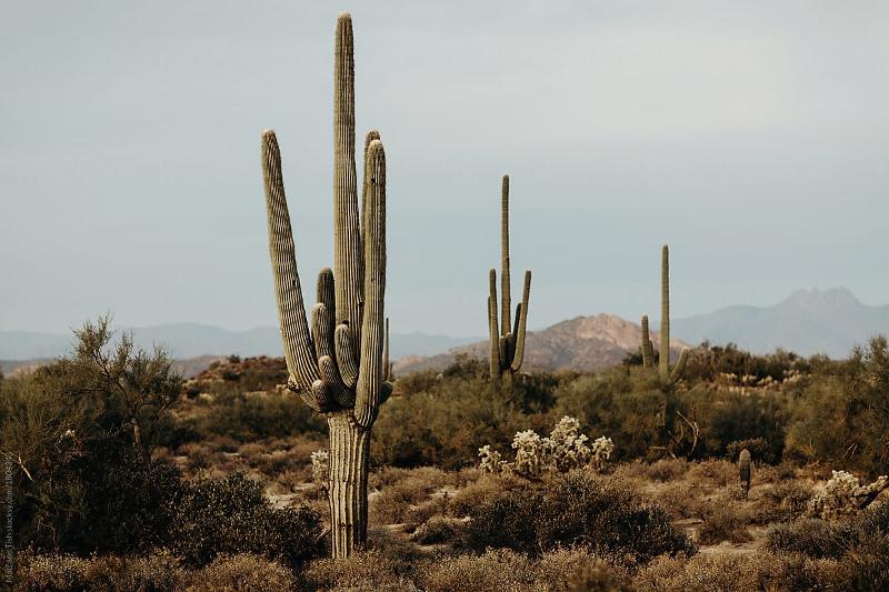 Arizona Wildlife