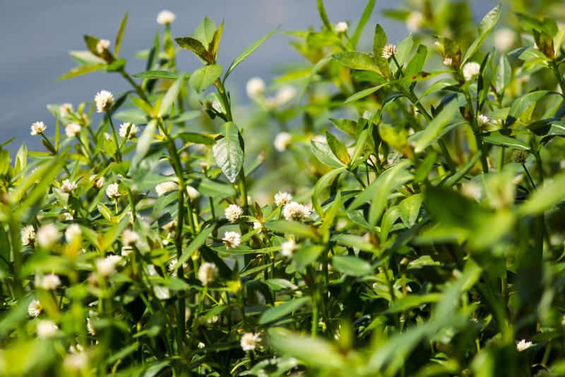 alligator weed invasive species