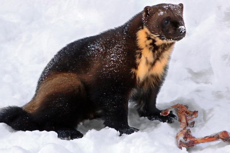 Tracking a wilderness icon