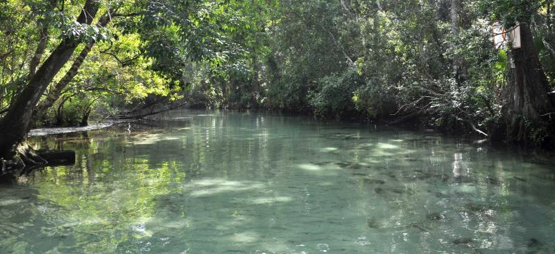 Florida Springs – Working to protect Florida's springs through