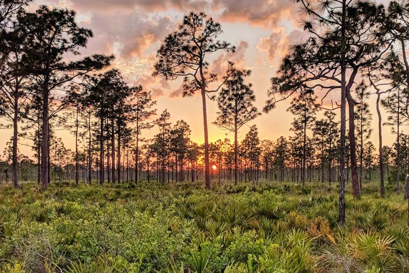 ANF Hurricane Michael - Red Cockaded Woodpecker Recovery