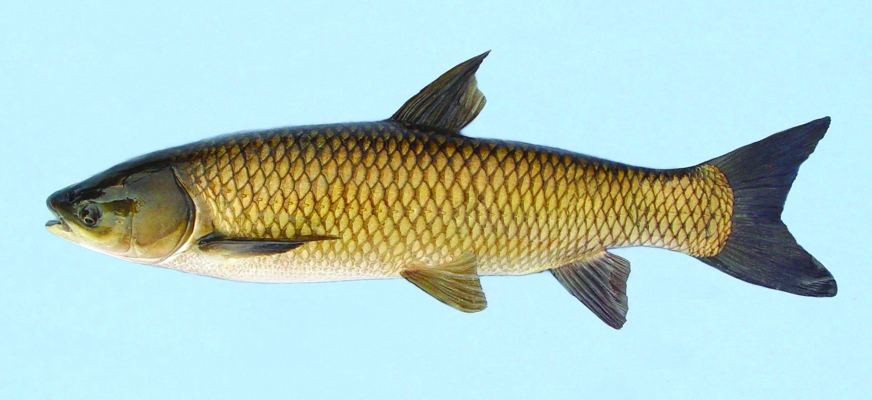 Candlewood Lake Triploid Grass Carp Removal Form