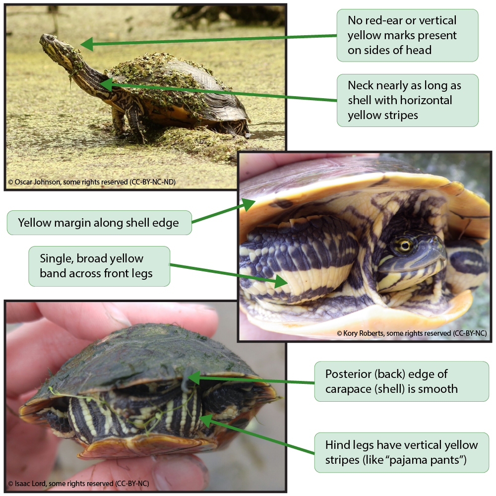 Western Chicken Turtle Reporting Tool