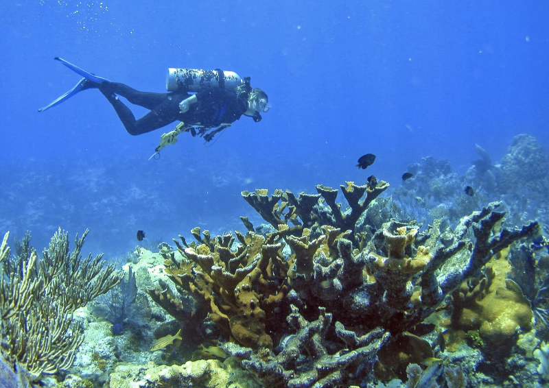 The Dying Coral Reef In Florida