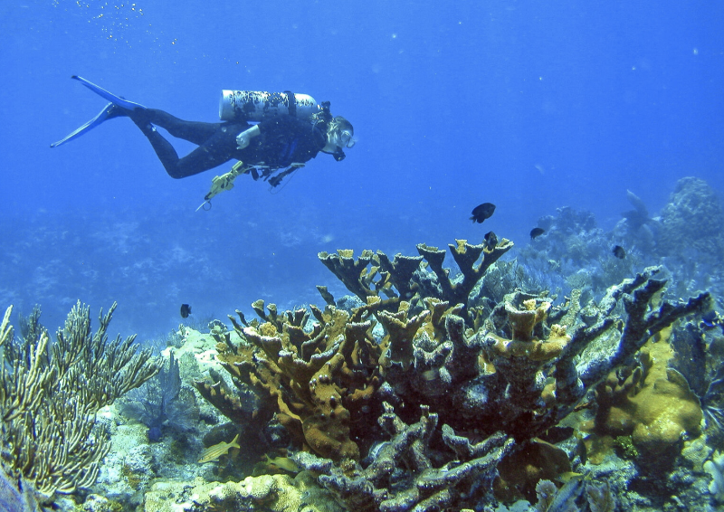 What would happen if there were no coral reefs? — The Reef-World Foundation