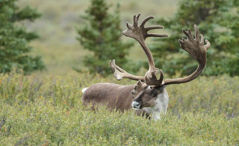 Woodland Caribou