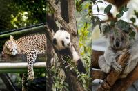 The North Carolina Zoo   Ago Downloaded 