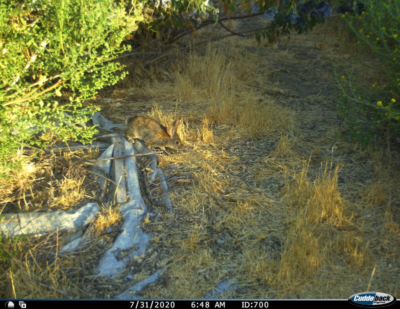 Ongoing Efforts to Preserve the Riparian Brush Rabbit