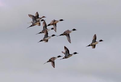 Waterfowl Ecology