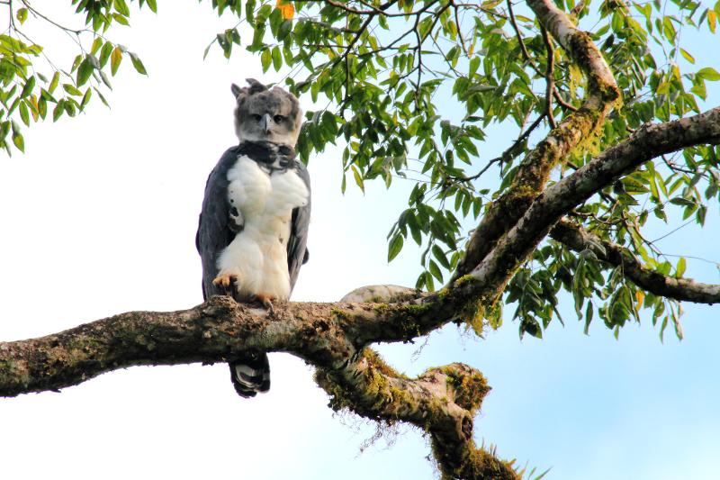 El águila harpía