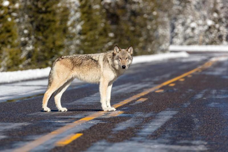 Future Contact Zones of Grey Wolves and Humans in Minnesota