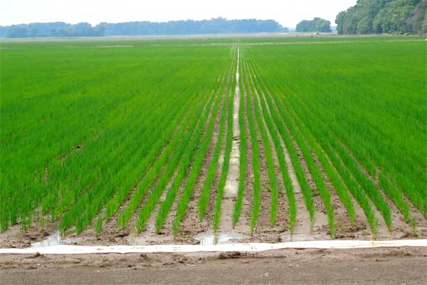 Mississippi River Alluvial Aquifer