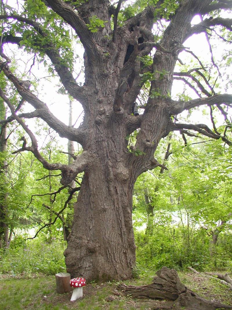 Minnetonka Blvd Tree Trek