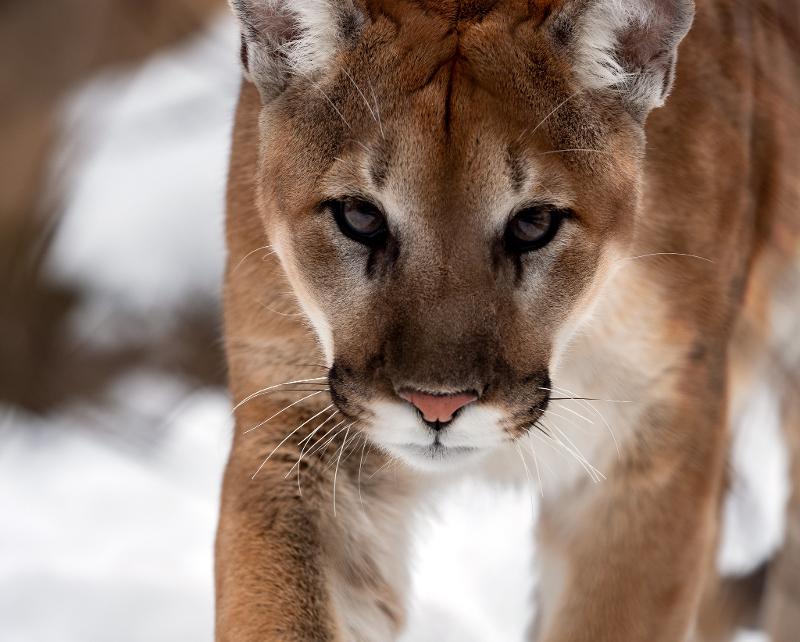 TYBA ONLINE :: Subject: Detail of cougar (Puma concolor) - also known as  mountain lion / Place: Brazil <br><br> Reproduction of Brasil Flora Fauna  book