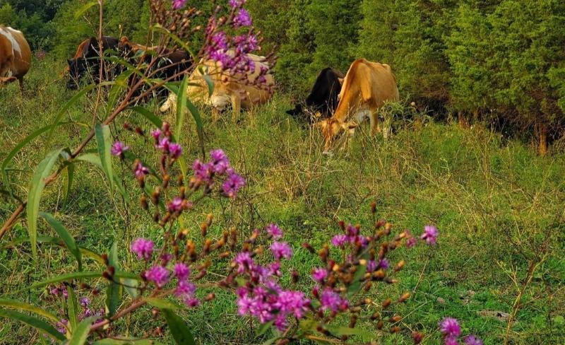 Global Climatic Effects Of The Beef Production Industry