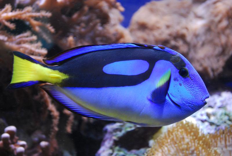 The Trafficked Tang