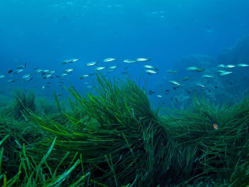 Mapping Seagrass in New Jersey's Coastal Bays