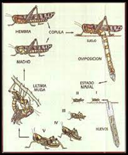 Langosta Centroamericana 4555