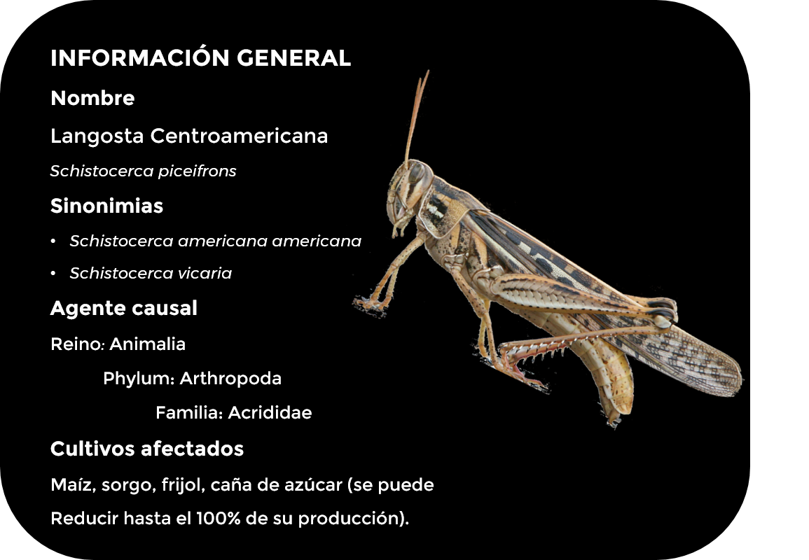 Langosta Centroamericana