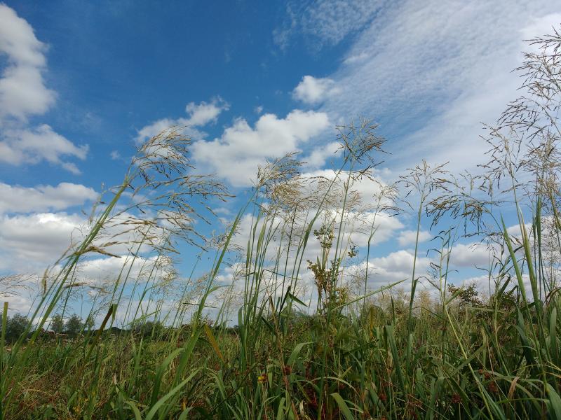 Reed sweetgrass identification and control: Glyceria maxima - King