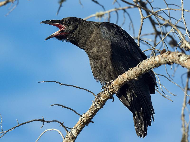 Do You Have What it Takes to Customize a Raven Exhibit?