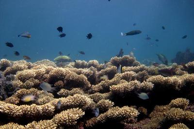 Philippine Coral Bleaching Watch