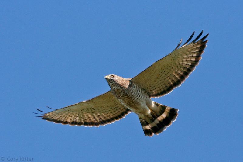 Broad-winged Hawk Migration