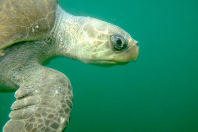 Sea Turtle Science Series