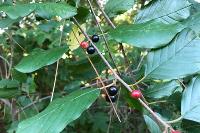 Glossy Buckthorn