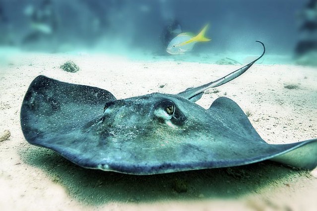 the-stingray