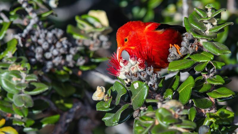 Threatened, endangered, and introduced species in Hawaii