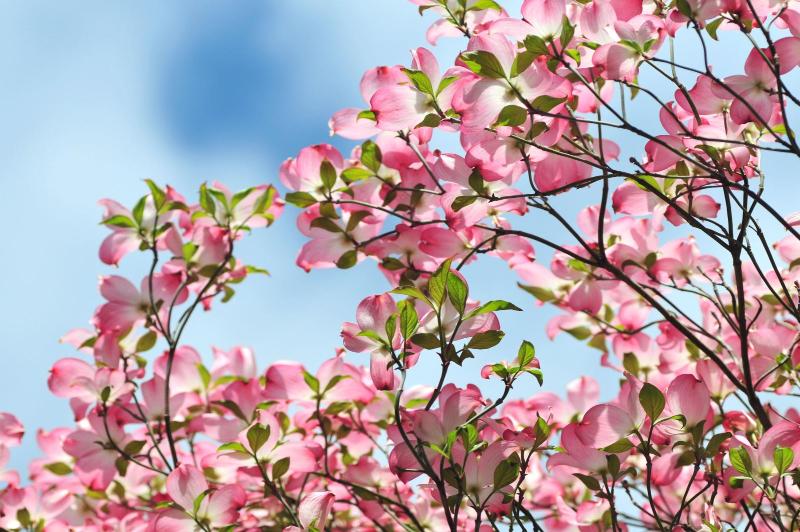 Dogwood, Flowering