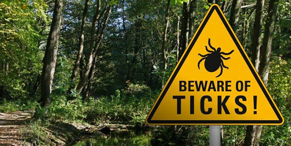 Lyme Disease In Pennsylvania