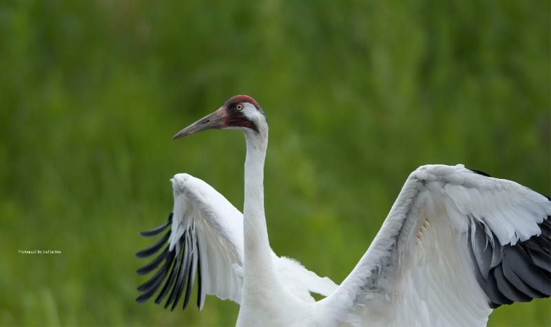 Whooping Crane in Louisiana Success Story