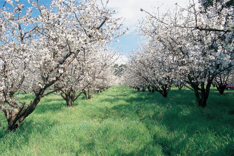 Orchard Plant Protection Guide: 60th edition