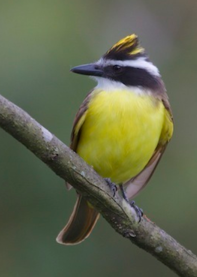 Biodiversidad Urbana En Curridabat