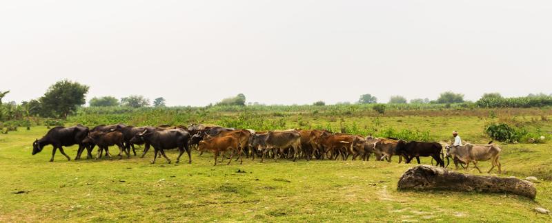 Koshi Tappu Wildlife Reserve