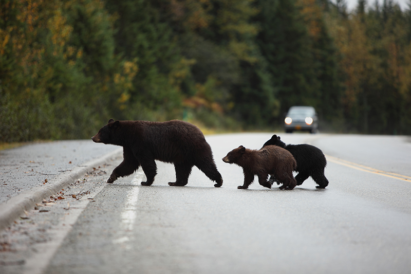 The Increase And Localization Of Black Bear Sightings In Ct 3281