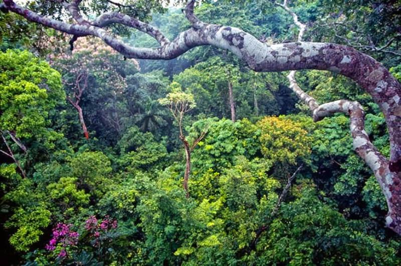 plantas y animales del bosque seco tropical