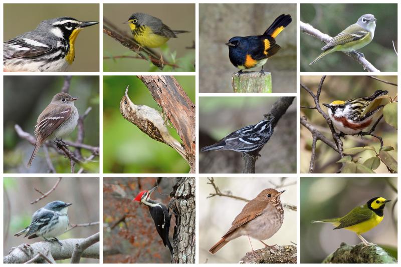 Birds of Northeastern Pennsylvania Threatened by Fracking