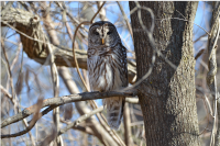 FWS R5 ES Maine Owl Pellet Project