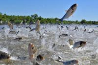 The Asian Carp Invasion   Ago Downloaded 